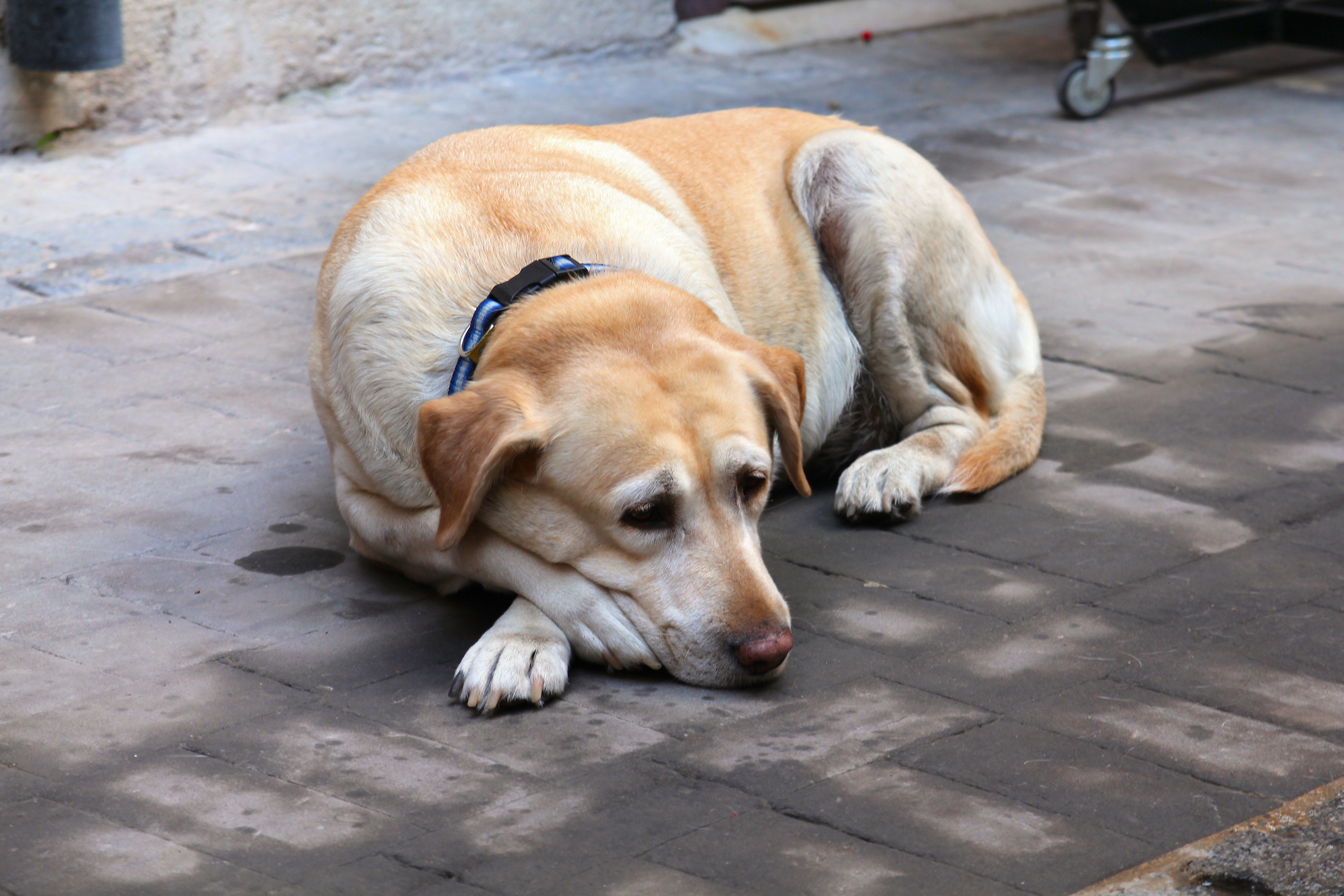 A senior yellow Labrador resting on a sidewalk