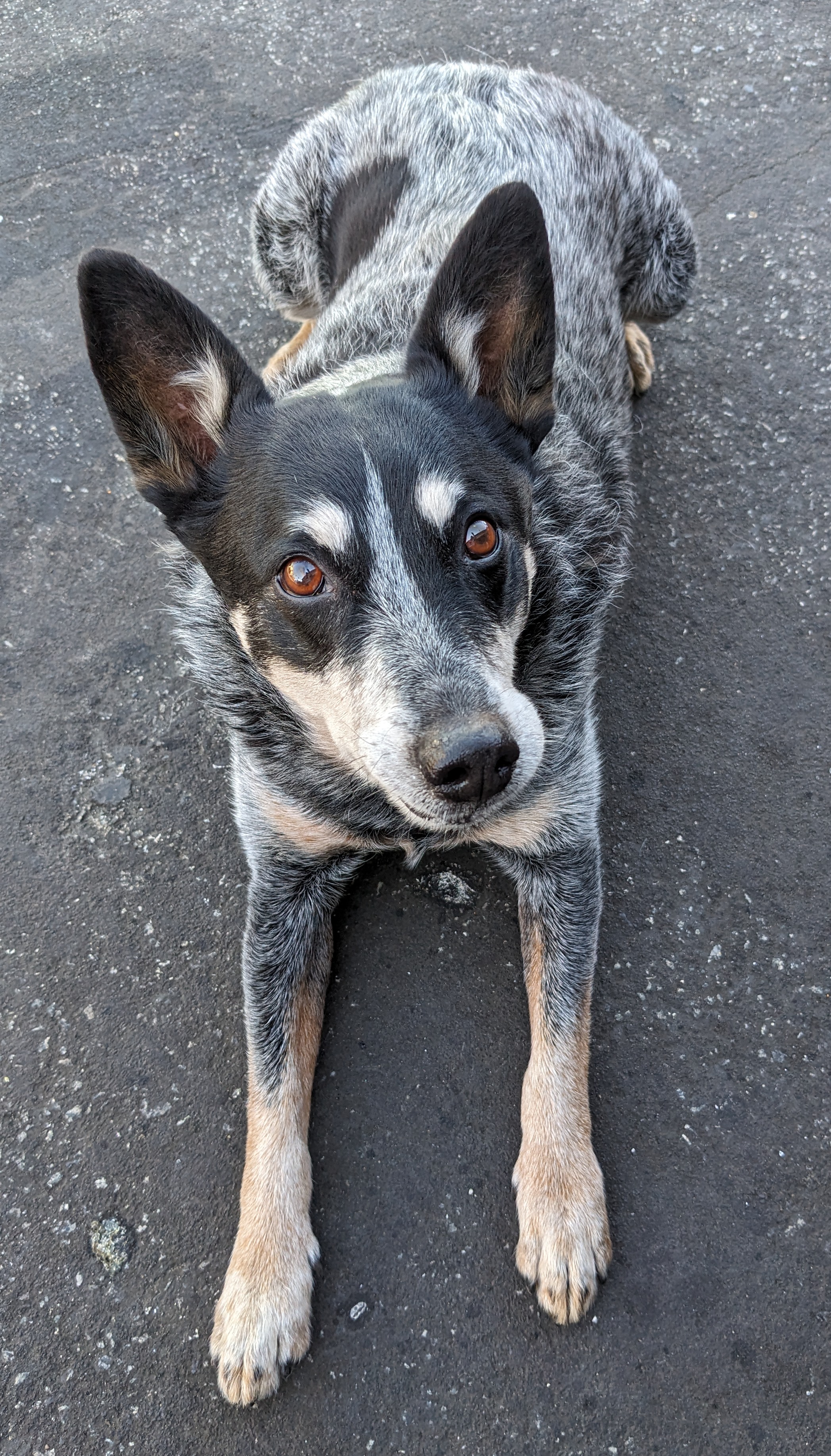 An Australian Cattle Dog looking up at the camera