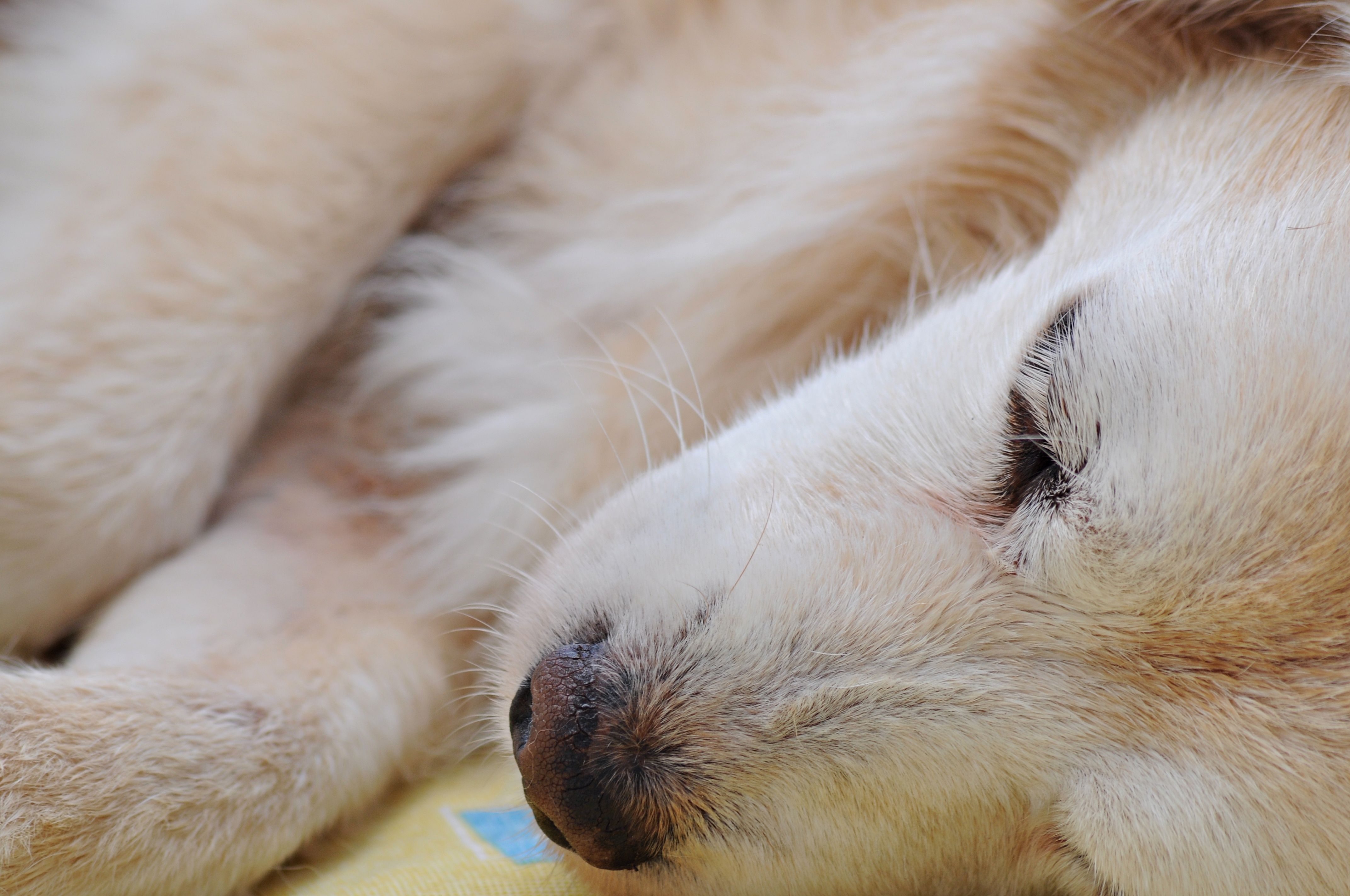 An elderly white dog napping
