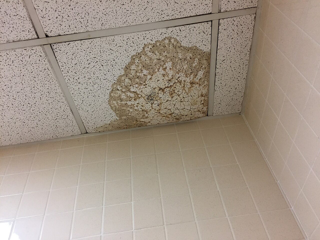 Brown water stain spreading across white ceiling tiles