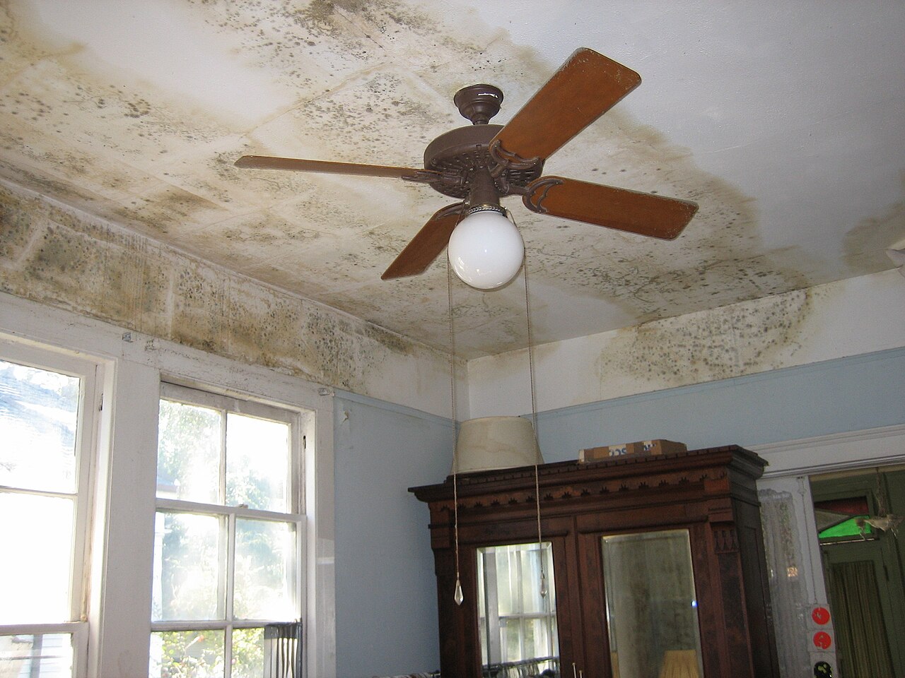 Mold spreading across a ceiling around a ceiling fan