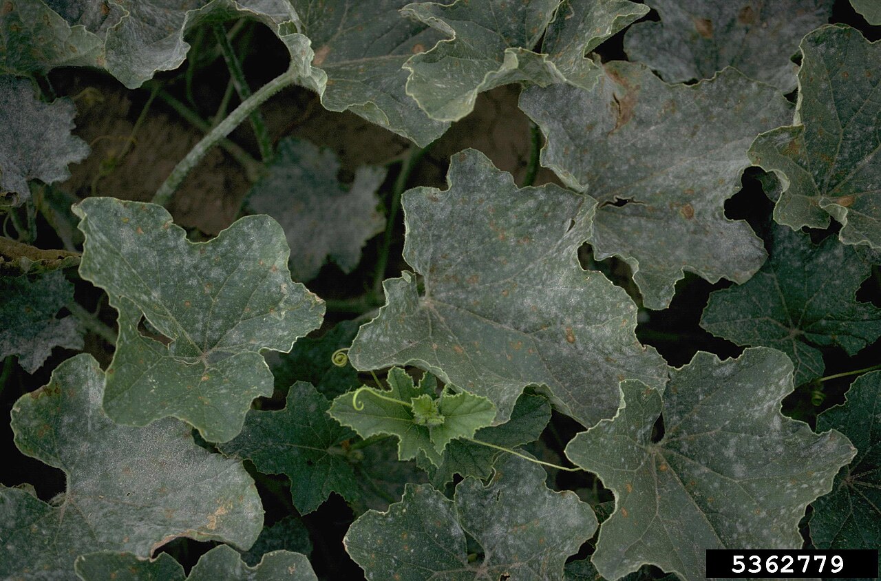 Powdery mildew forming a whitish coating on melon leaves