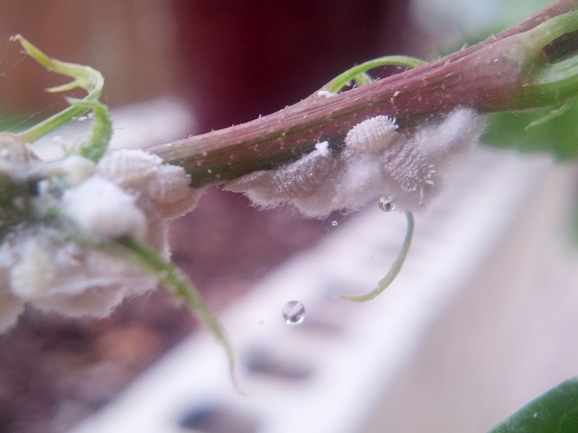 Mealybugs feeding on a hibiscus plant, showing white cottony clusters