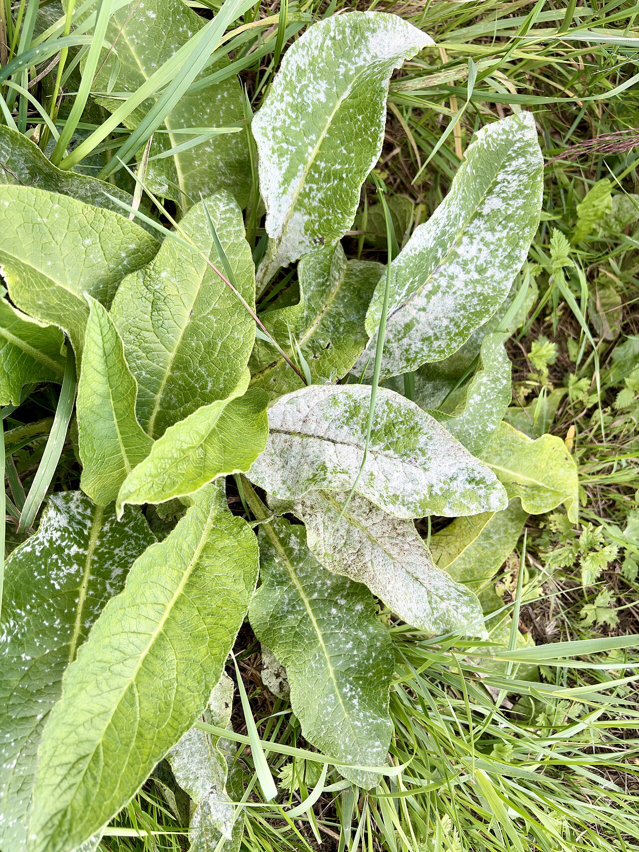 Powdery mildew coating the leaves of a garden plant