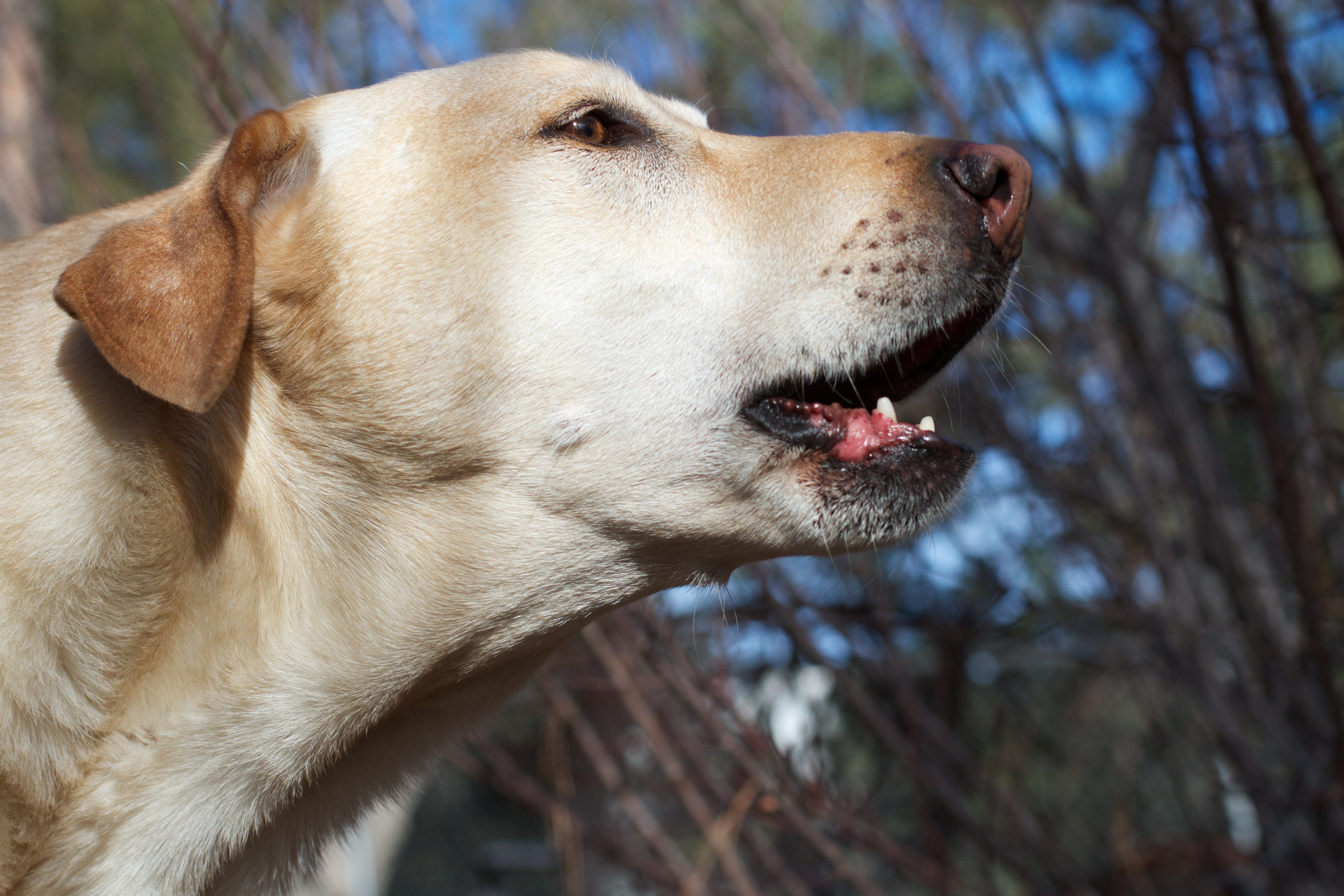 A yellow Labrador Retriever mid-bark outdoors