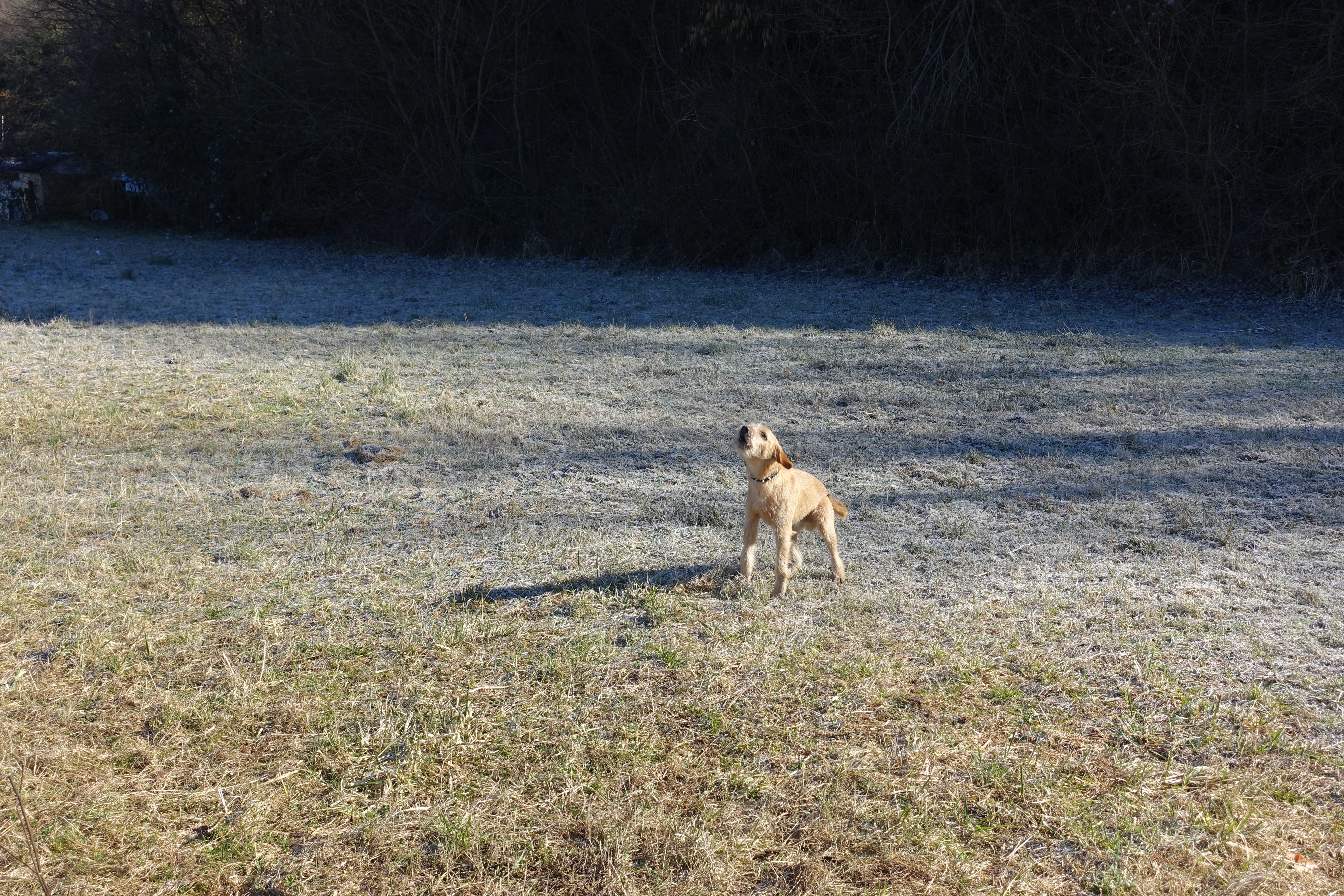 A dog barking with a tense, aggressive posture