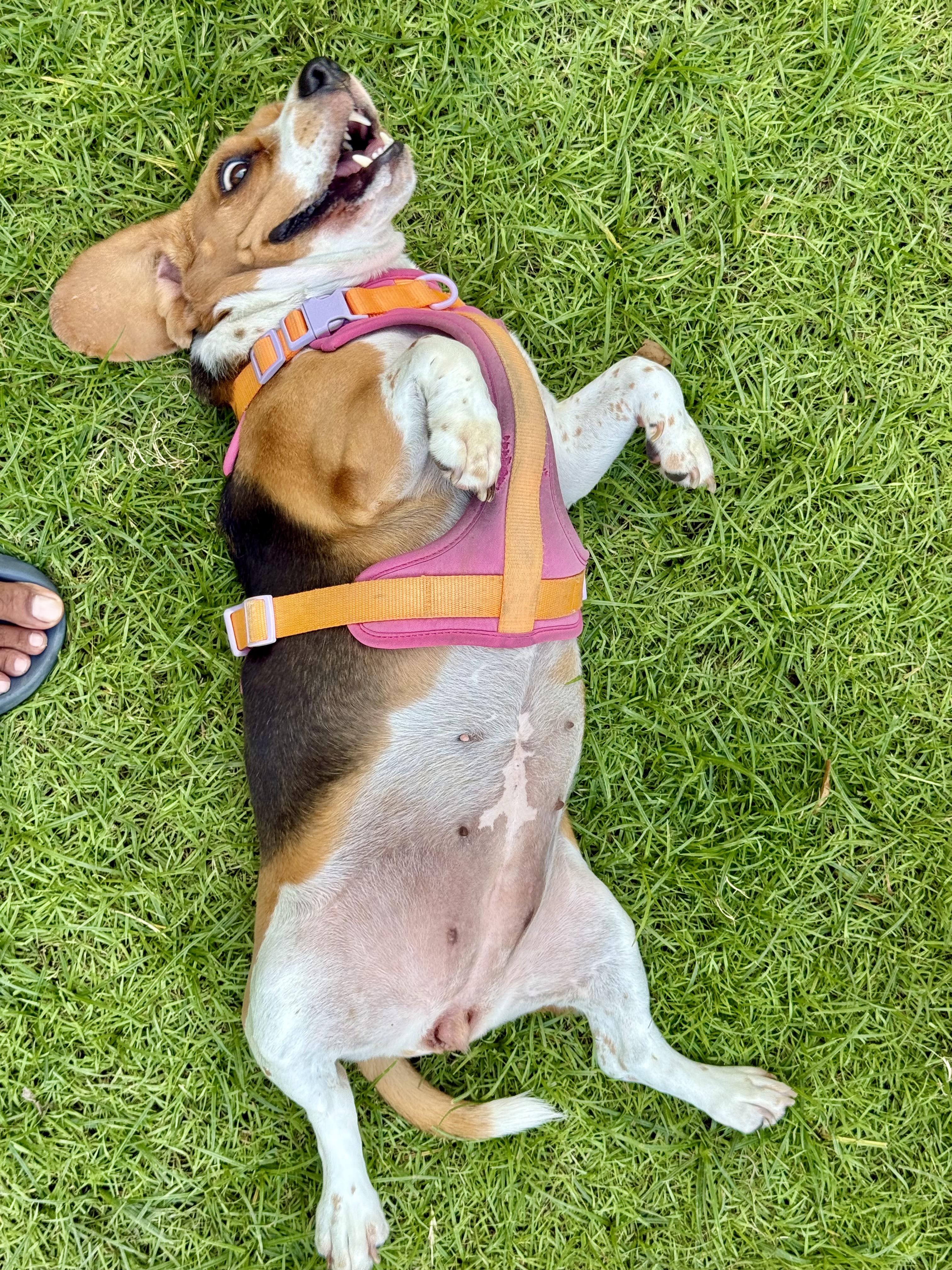 A Beagle lying belly-up on the grass