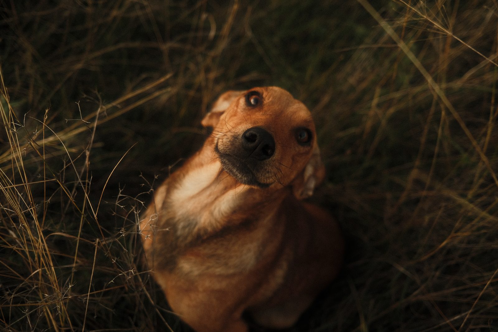 A happy dog sitting in a field of tall grass at golden hour
