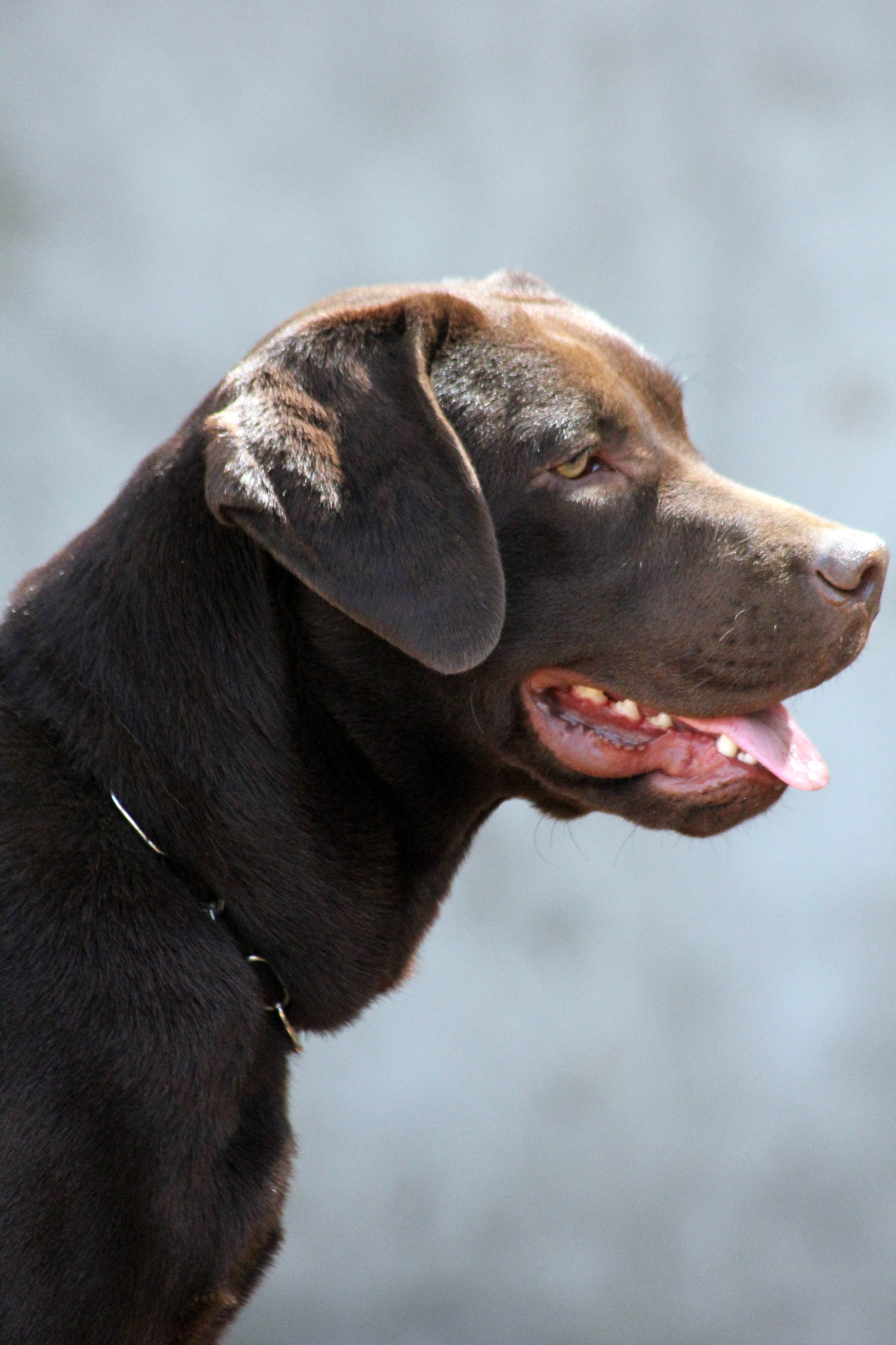 A chocolate Labrador in profile