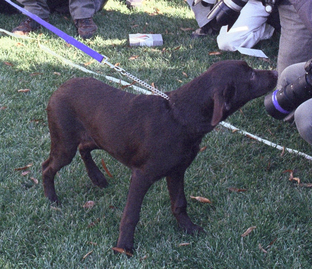 A young chocolate Labrador on a leash sniffing curiously outdoors