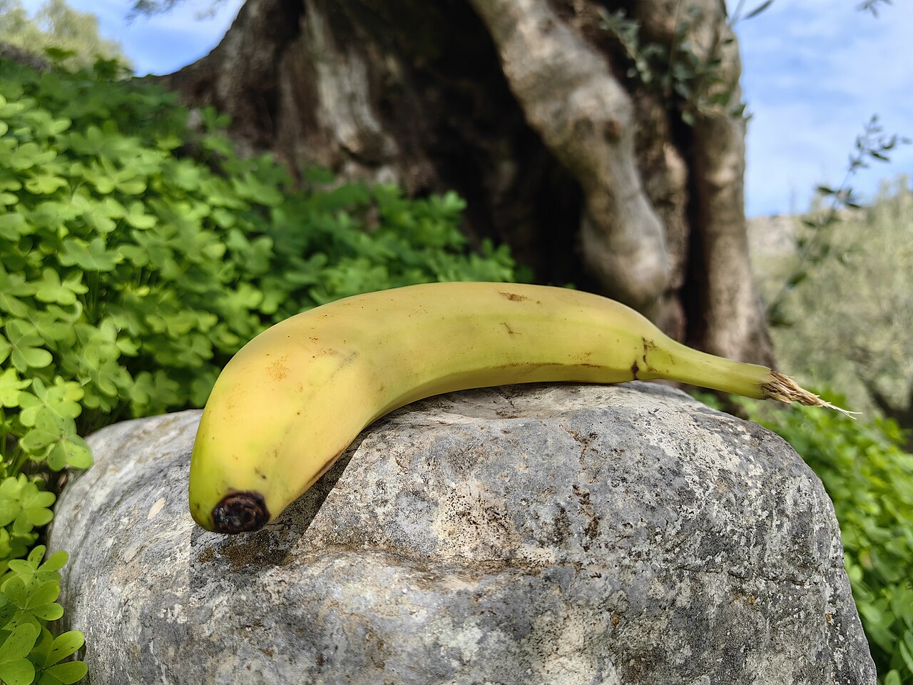 Bananas growing in Crete