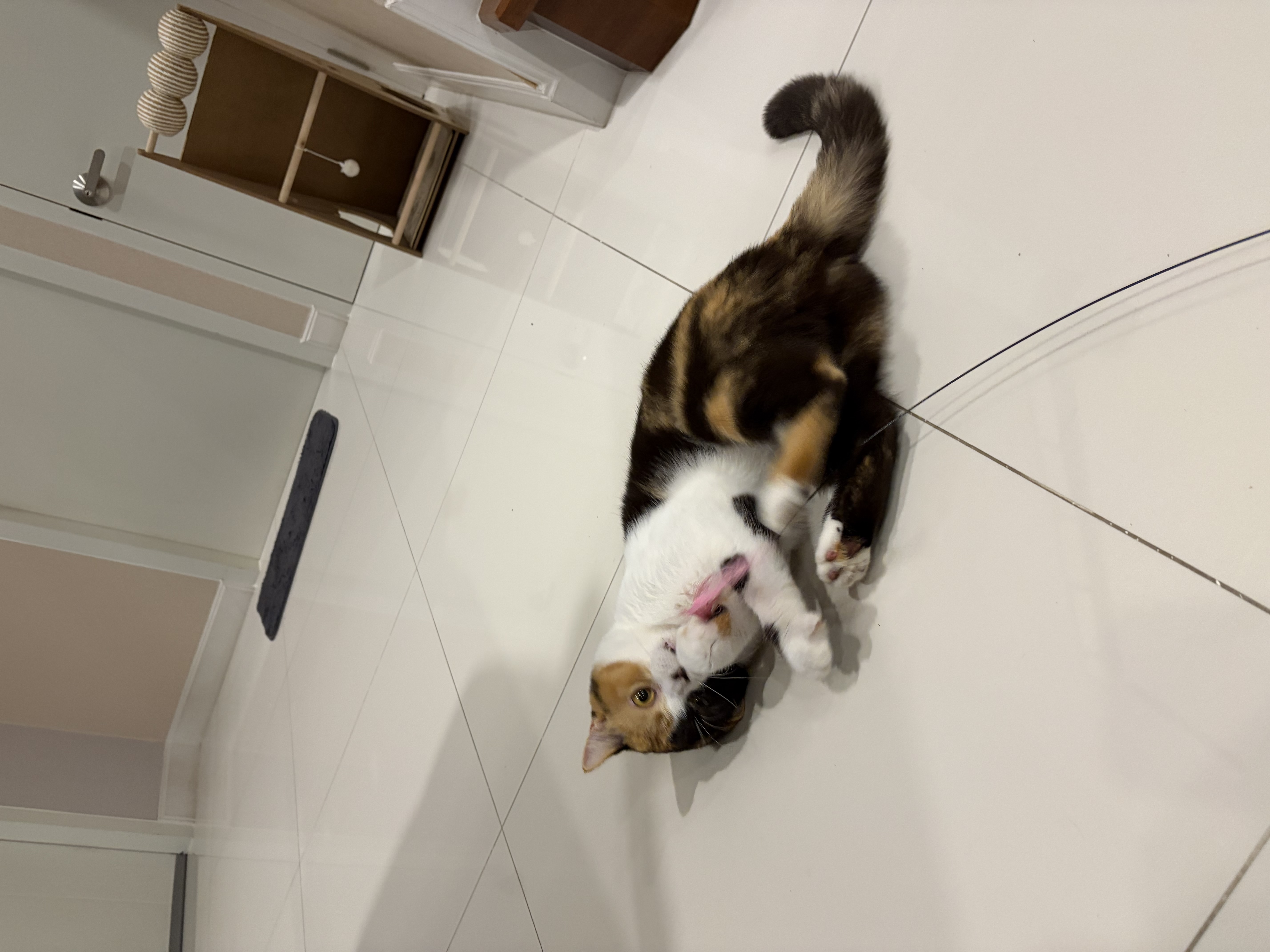 A calico cat playing with a pink feather toy on a tiled floor