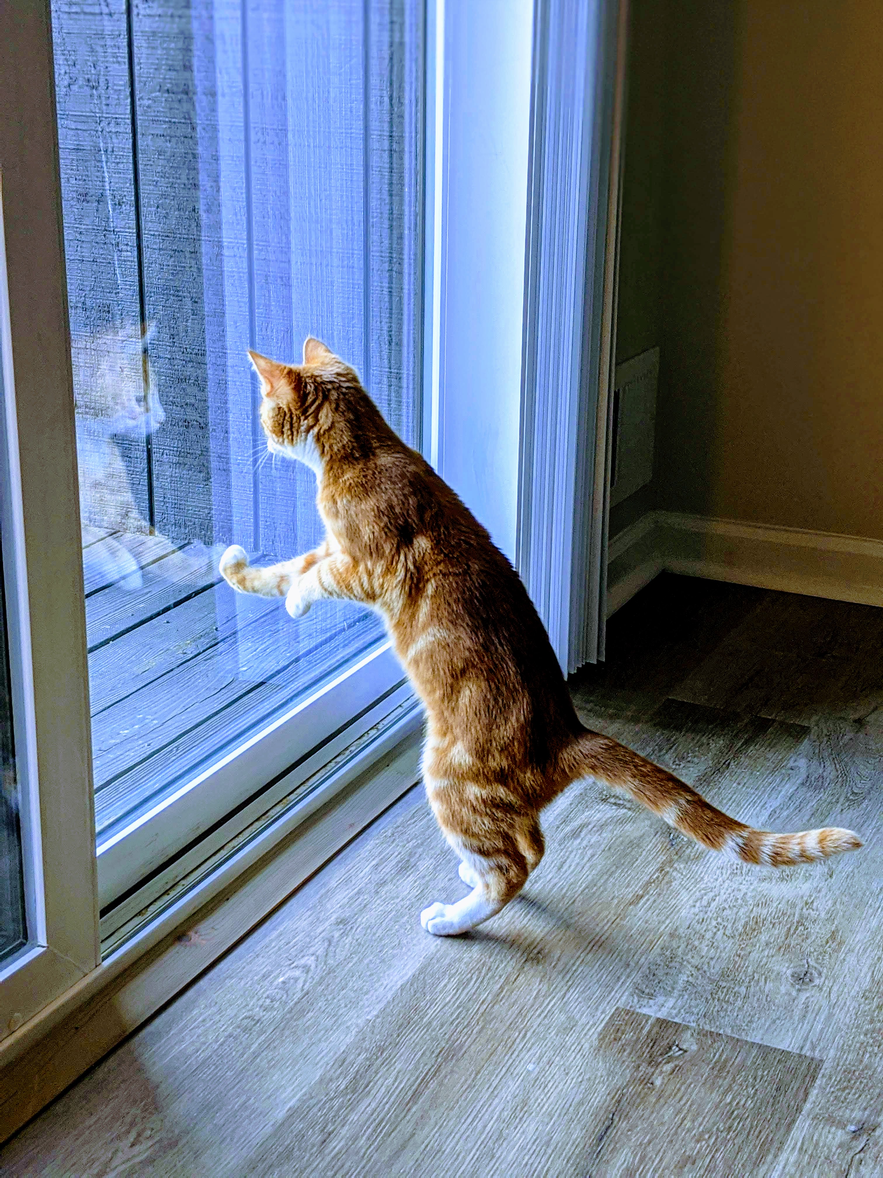 A cat sitting at a window watching birds outside