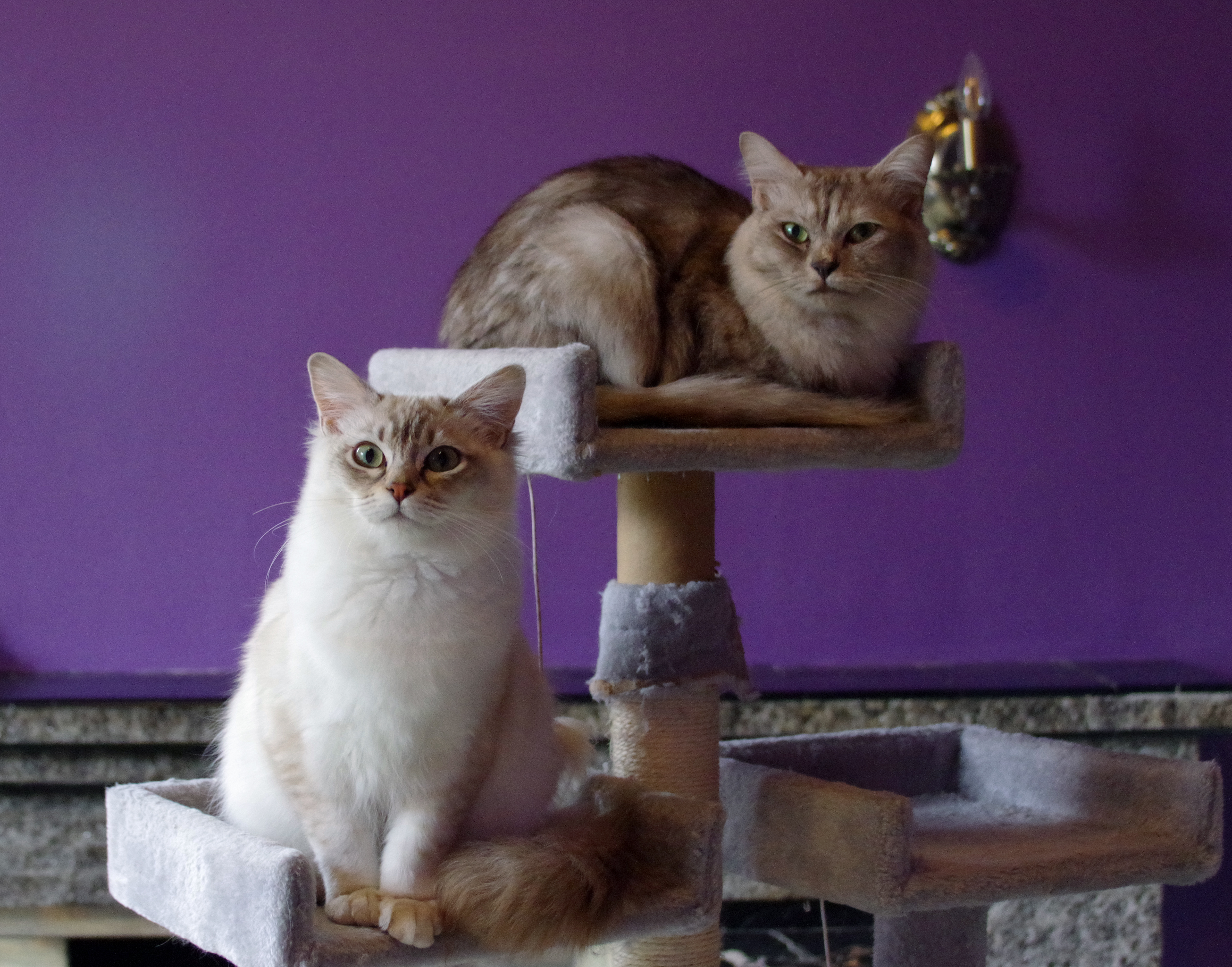 Two cats resting on a multi-level cat tree