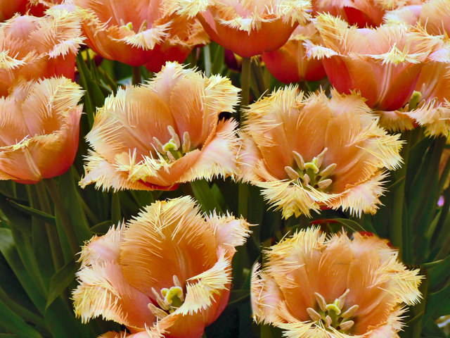 Frilly tulips in bloom at a spring garden show