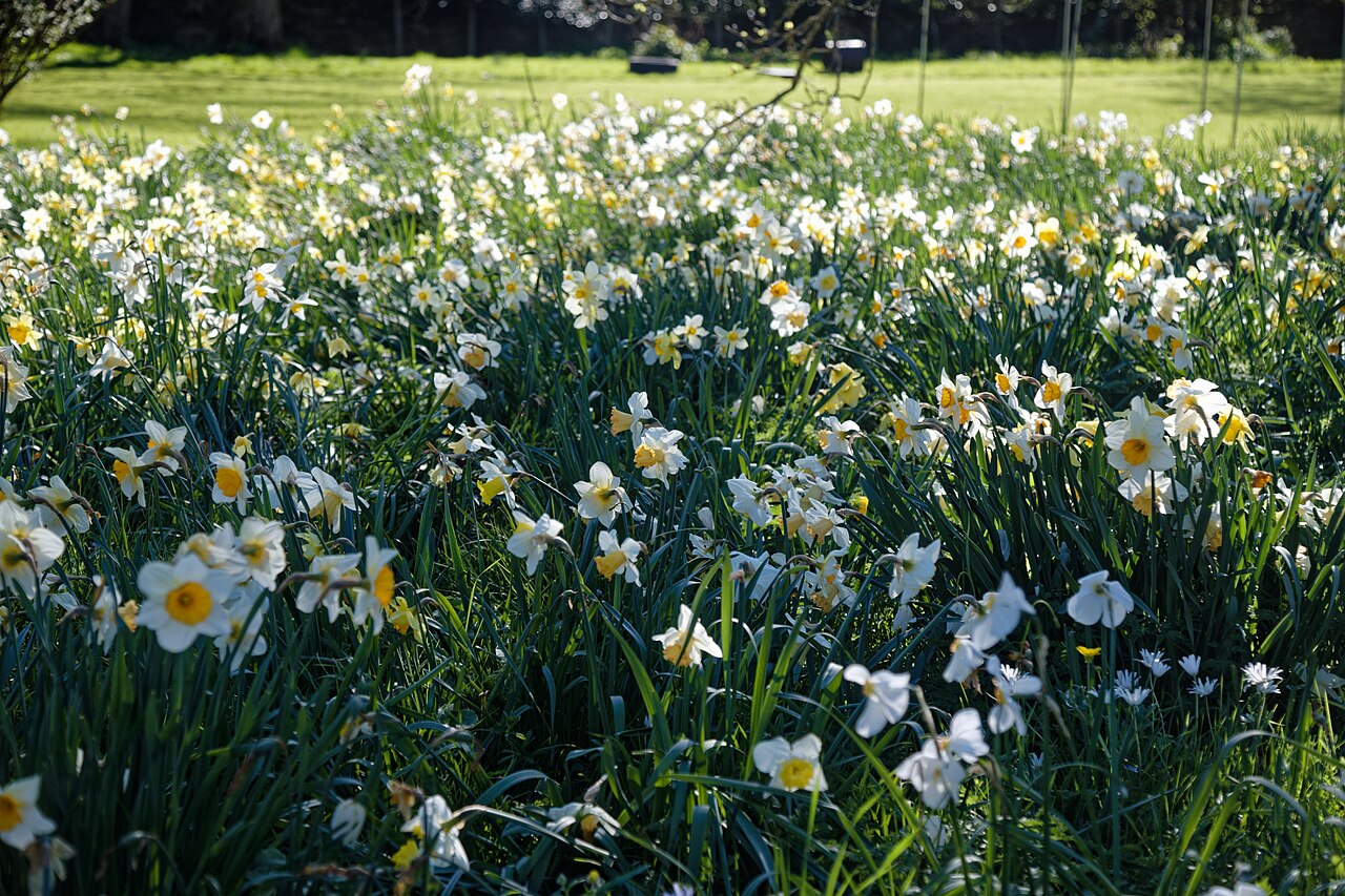 White daffodils flowering in a garden border