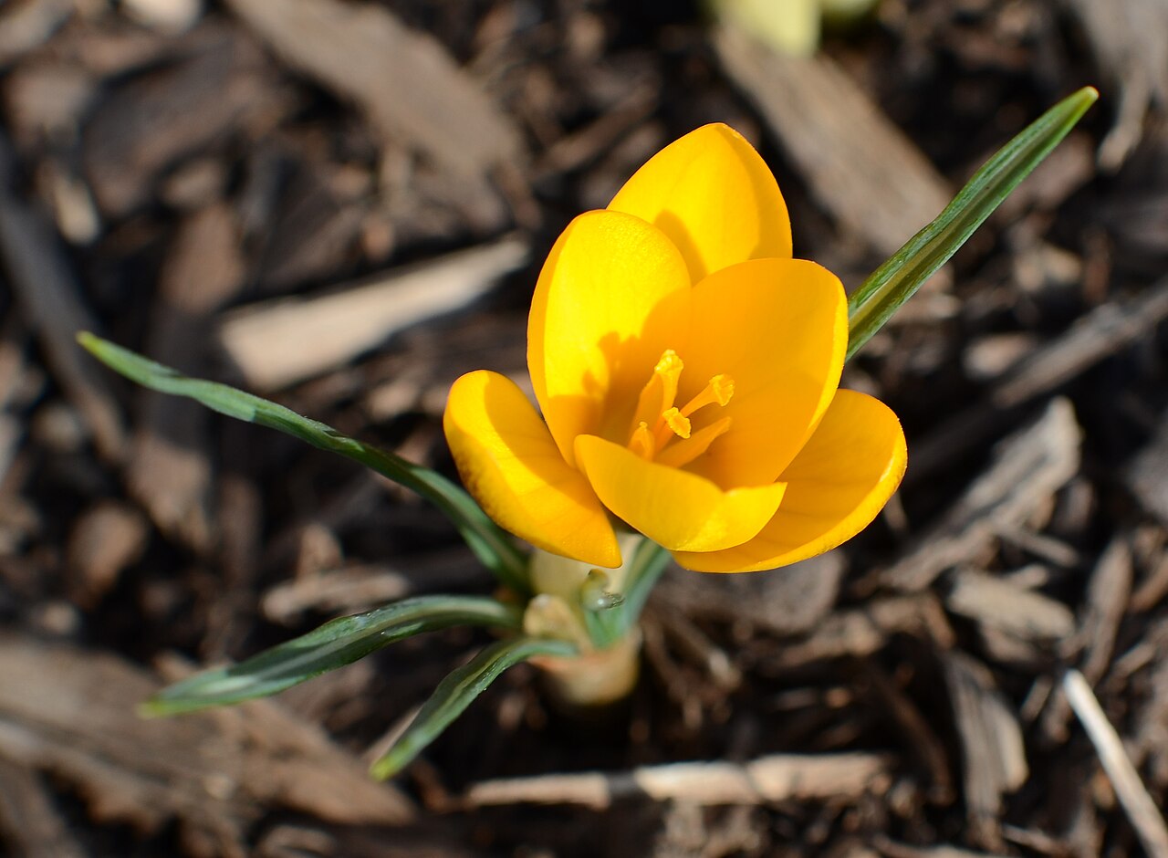 Purple crocus flowers opening in early spring