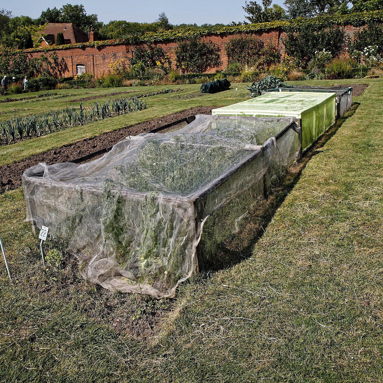 A garden cloche protecting plants in a kitchen garden