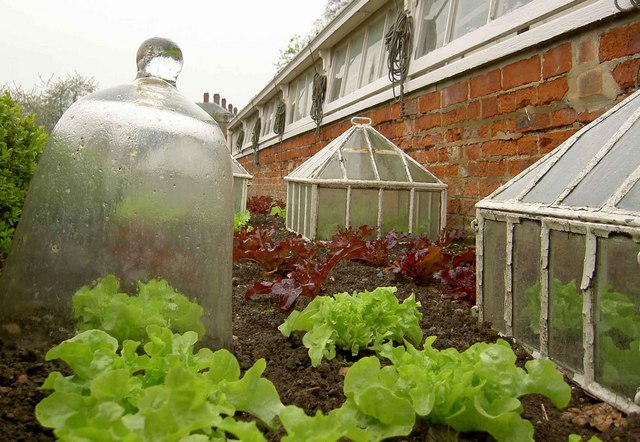Cloches lined up over garden beds at an organic garden