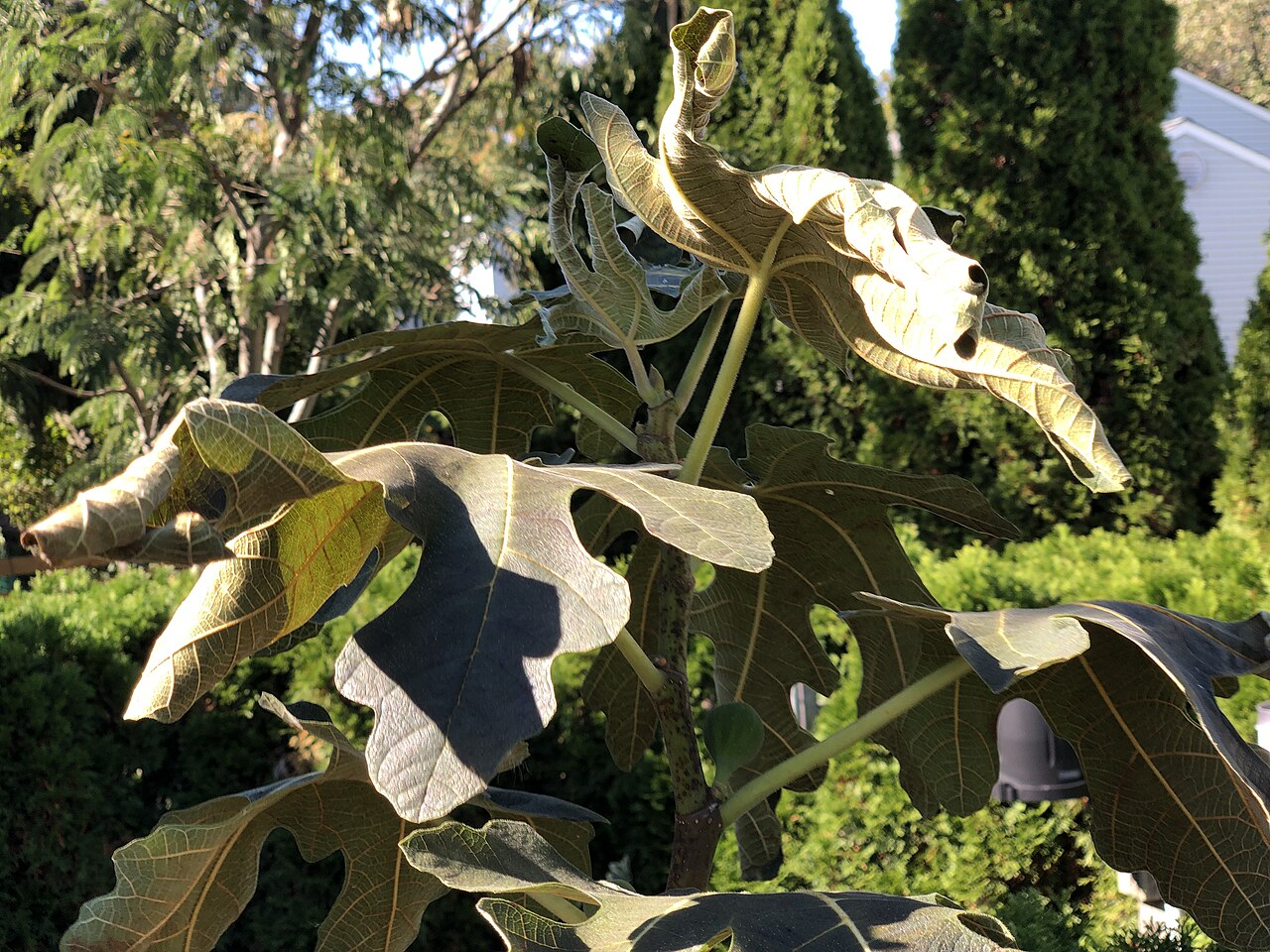 Fig leaves killed by an early frost, darkened and limp