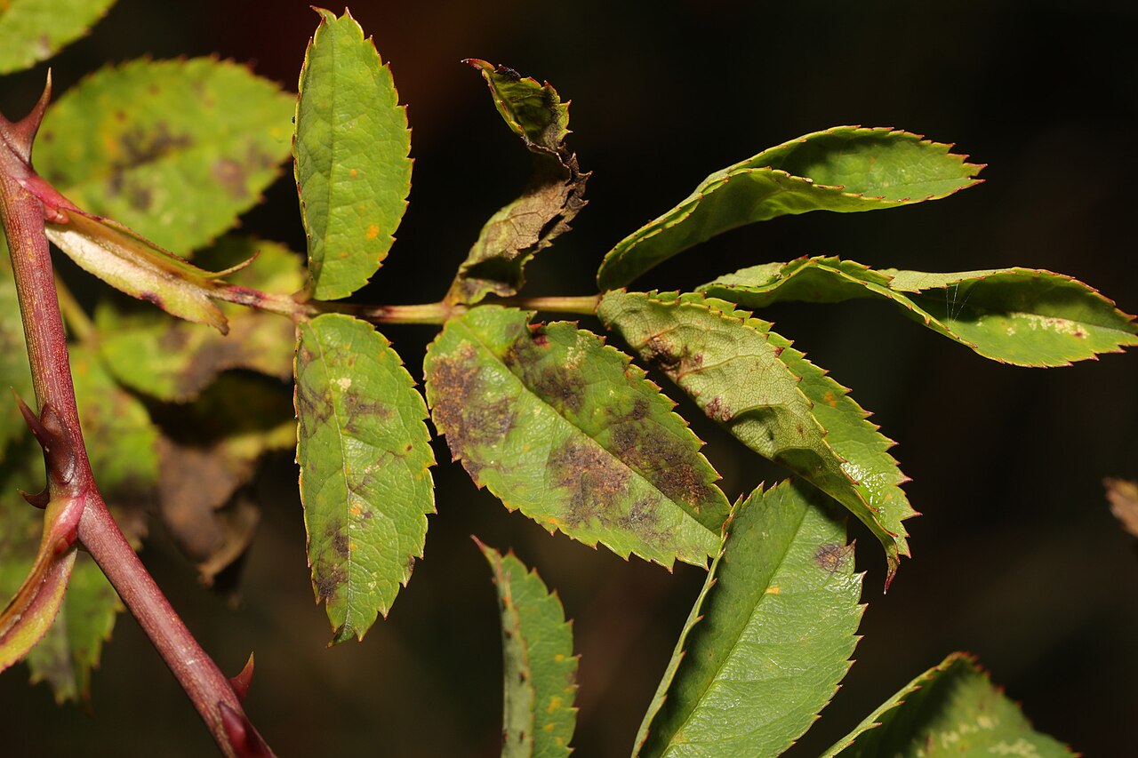 Rose leaves with black spot disease caused by Diplocarpon rosae