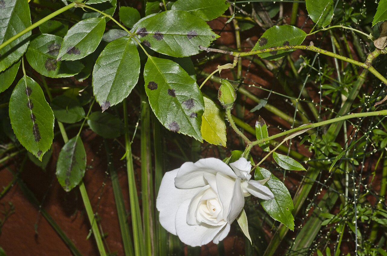Close view of black spot lesions on a rose leaf