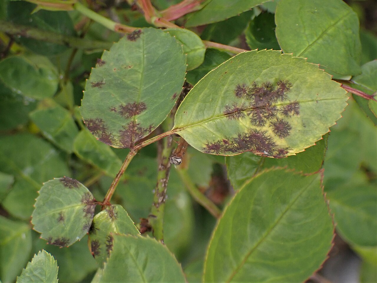 Black spot infection spreading across rose leaves
