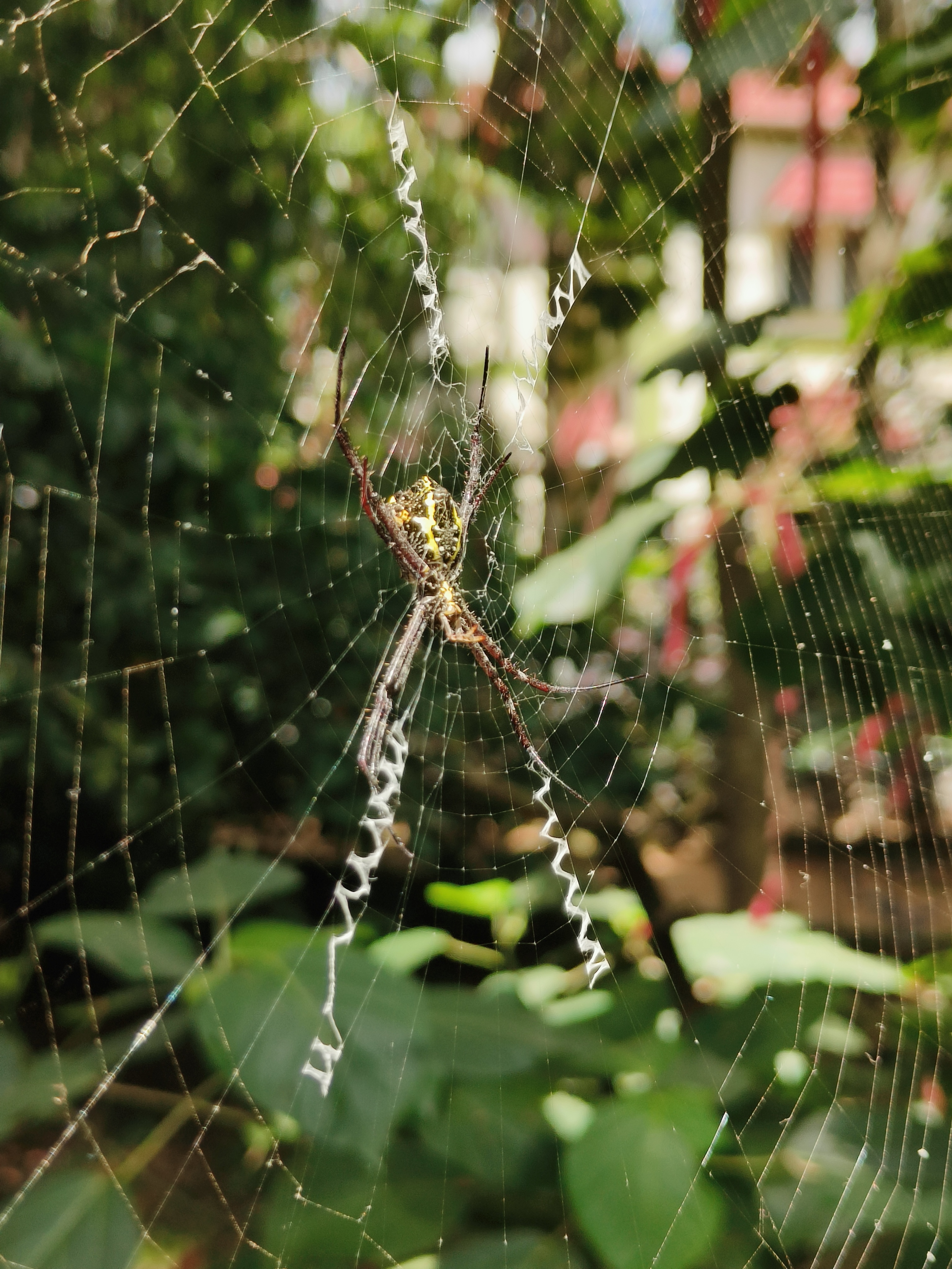 An orb-weaver spider sitting at the center of its web