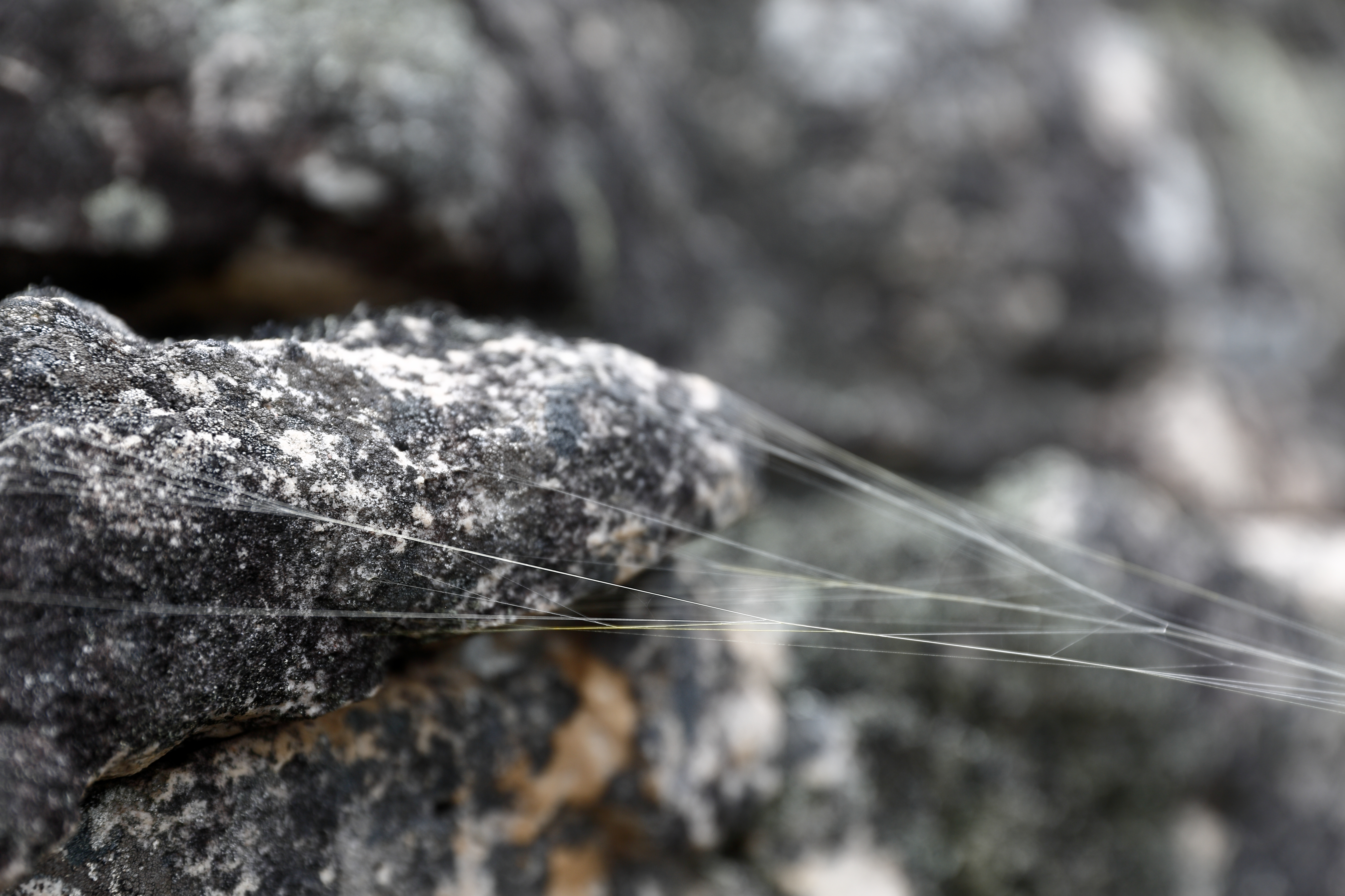 A close-up of the silk strands of an orb-weaver web