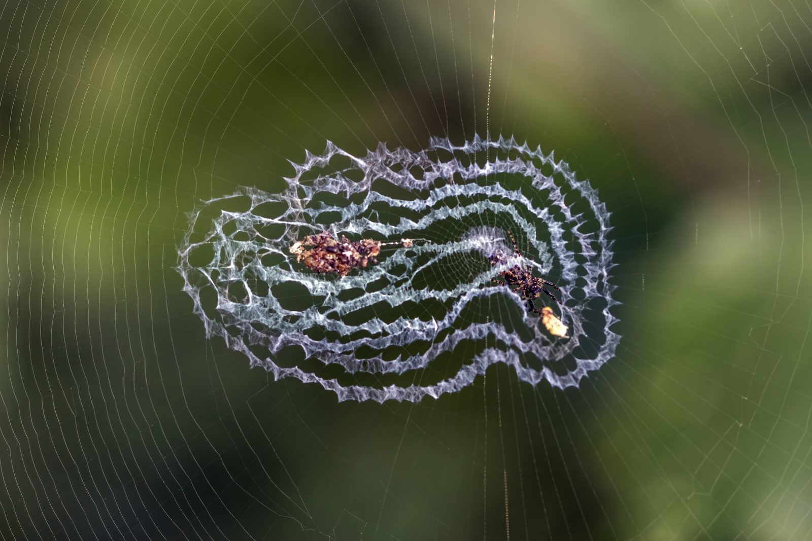 An orb-weaver spider on a web with a zigzag stabilimentum
